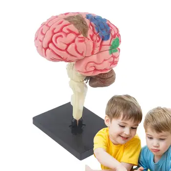 Smadzeņu Modelis Bērniem Anatomijas Modelis Mācību Med Modelis Ar Displeju Bāzes Krāsu Kodēta Artērijas, Smadzeņu DIY Mācību Anatomija Modelis