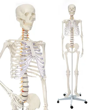 Cilvēka Anatomijas Skelets Modelis 170CM Dzīves Izmēra Skaidrs, Kaula Faktūru Ietver sevī Nervu Saknes Plastmasas Medicīnas Zinātnes Anatomija